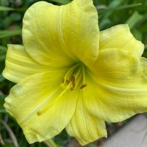 Meet your Posher, Joyce